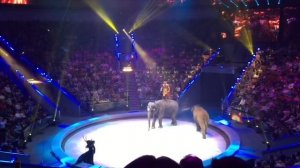 Цирк Большой Московский Новогоднее представление «Заколдованная»  Часть 2