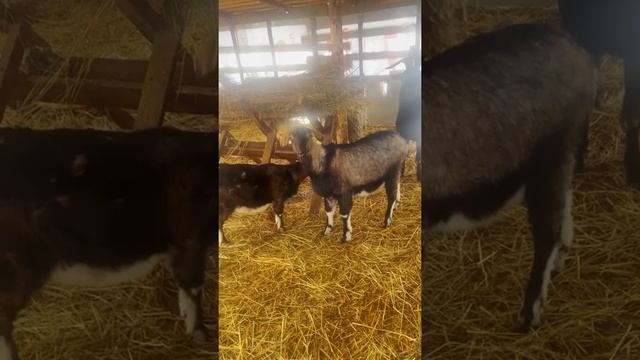 Краткий обзор на новое охотничье хозяйство ТИСС смотреть онлайн