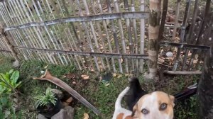 Вся правда о семье Найви / Жизнь выходит из под контроля / Филиппинская свадьба и строим гараж