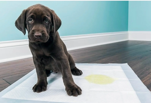 Как приучить к пелёнке