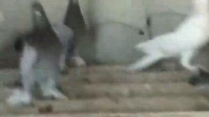 #Бакинские#широкохвостые#Племенные сизые и сизомраморные широкохвостые бакинцы .