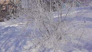 ТАМАРИКС ИЛИ БИСЕРНИК ЗИМОЙ СКАЗОЧНАЯ ЗАРИСОВКА