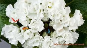 Примула махровая Вайт ? махровая примула Вайт обзор: как сажать, семена примулы Вайт