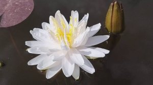 Нимфея Snowflake (Снежинка) кувшинка, waterlily, водные растения, пруд