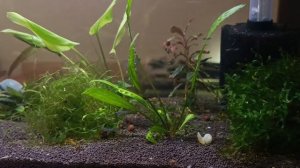 АКВАРИУМ С Гуппи,,Голубая Трава "