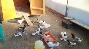 Бакинские широкохвостые голуби на продажу