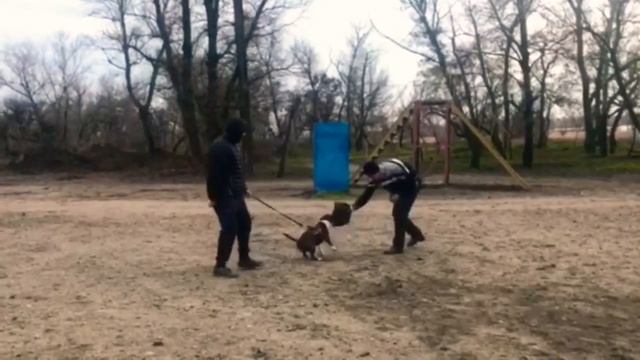 Миниатюрный бультерьер. Занятие по защите. Дрес. площадка “GoDog”
