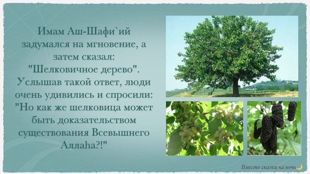 Уроки по Исламу: Шелковица - доказательство существования Бога