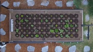 РОБОТЫ В СЕЛЬСКОМ ХОЗЯЙСТВЕ