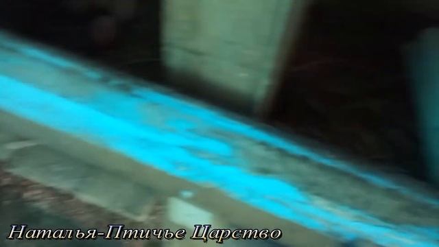 Сколько весит петух Гриз бар второе поколение. смотреть онлайн