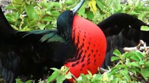 6  птиц со странной внешностью
