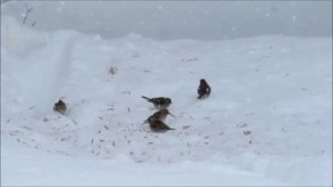 Мой фильм.wlmp.mp4  Снежные тропинки !!!