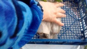 Клубника фриго. Обработка и перевозка