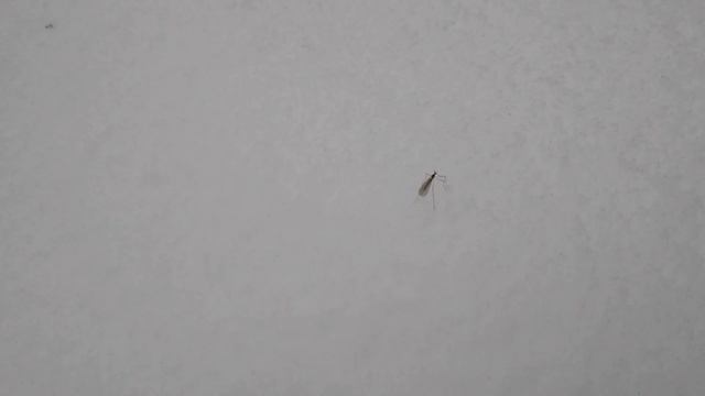 Комары зимой смотреть онлайн