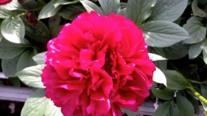 Peony Old Faithful - www.peonyshop.com