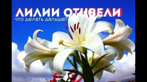 Лилии отцвели, что делать дальше? Уход за ЛИЛИЯМИ после цветения!