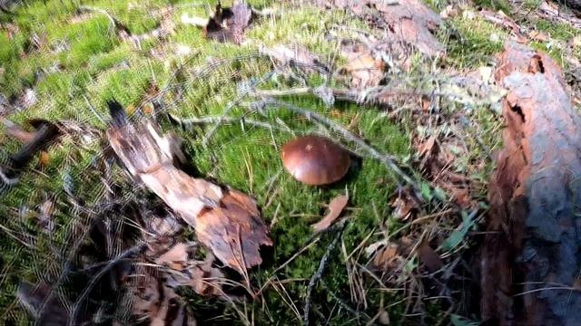 2020. Сбор белых грибов в Черниговской области. Сентябрь. Тихая охота. Mushrooms ukraine. September смотреть онлайн