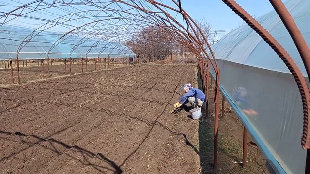 "Экология жизни" Одесса. Органическая продукция. Высаживаем сахарный горох. 03.2022г. смотреть онлайн