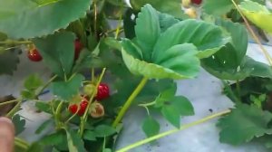 Как выращивать клубнику.(под агроволокном)