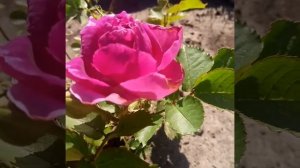 Роза "Минерва"