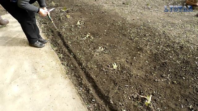 Как посадить маттиолу левкой дома. Посев посадка выращивание маттиола. Сажаем маттиолу