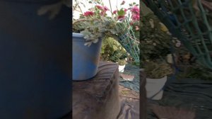 Каскады до 90см! Формирование каскадной хризантемы на сетке.🌹 #цветыхризантемы