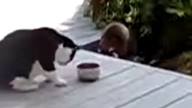 енот ворует еду у кота смотреть онлайн