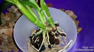 Экстренная пересадка Каттлеи