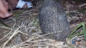 Ежик шипит на злодея/ Hedgehog sizzling on the villain