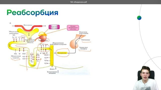 Физиология выделения | Физиология | Умскул