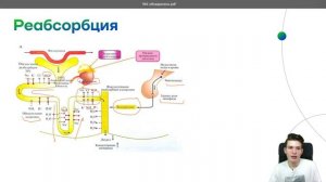 Физиология выделения | Физиология | Умскул