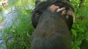 Медведи пришли на речку.