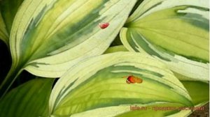 Хоста гибридная Кэптинз Эдвенчер (hosta) ? обзор: как сажать, луковицы хосты Кэптинз Эдвенчер
