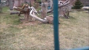 Беркут vs Гриф! Смотрите!/The eagle takes the prey on the neck! Look!