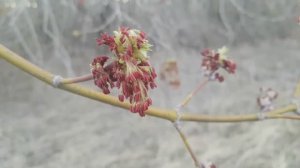 Заготовка природного материала. Цветы американского клена.