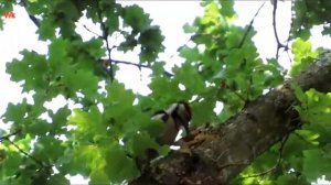 Buntspecht (Дятел Санитар леса и не только) (Great spotted woodpecker)