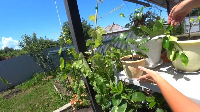 Домашние цитрусы на улице. Пересаживаем укорененные черенки лимона. Утренний урожай клубники. смотреть онлайн
