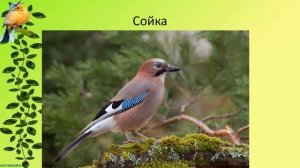 Птицы Челябинской области