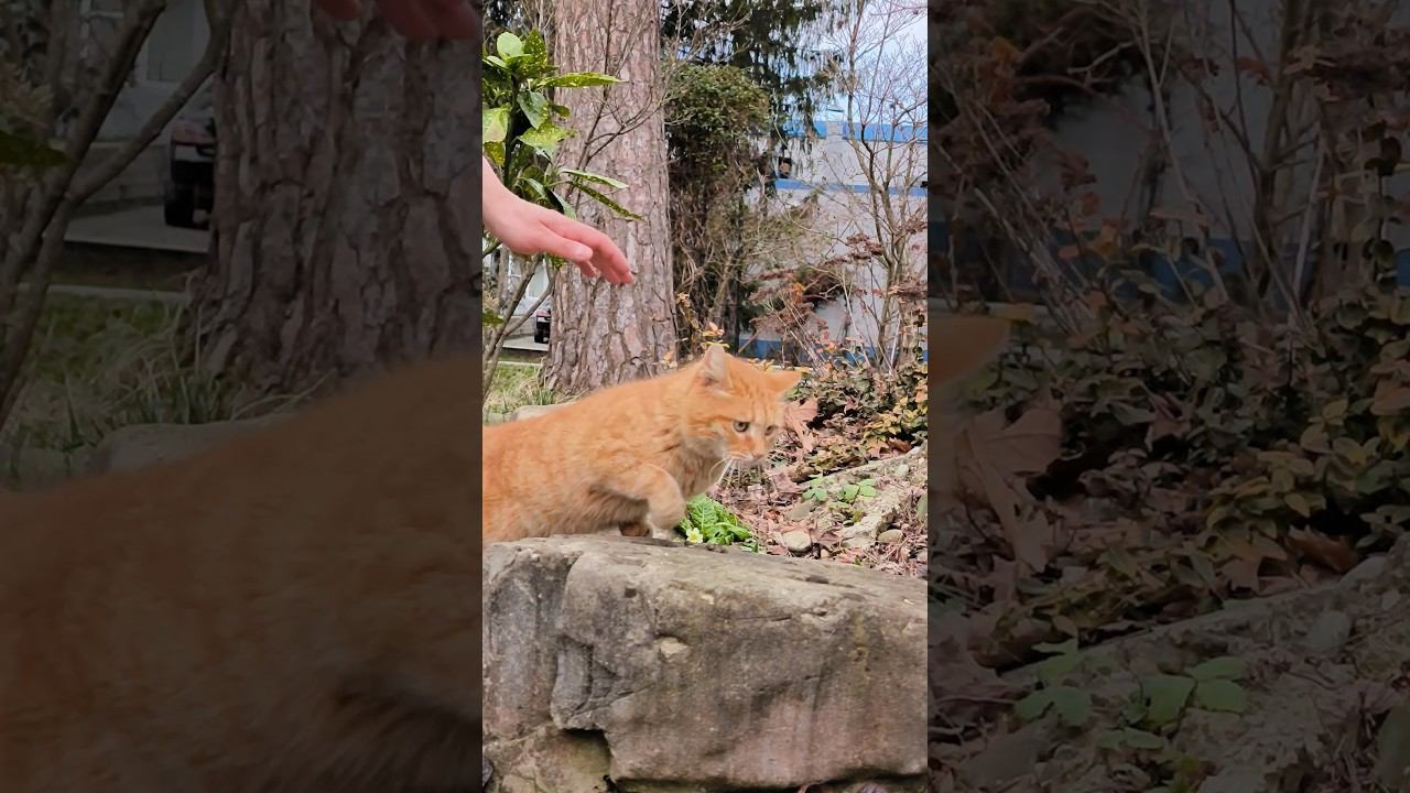 Кот с тревожно избегающей привязанностью