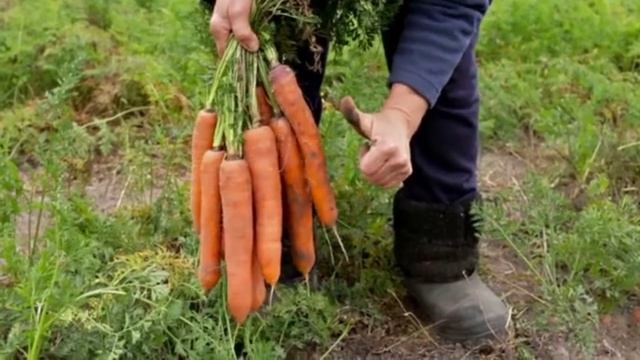 Я такое про морковь знаю...не поверите... #морковь #сад #удобрения смотреть онлайн