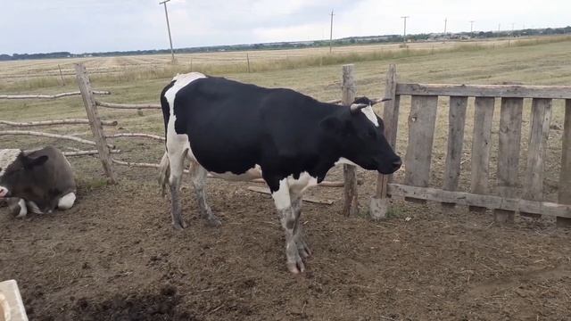 Лечим мастит. Нужны ли антибиотики?
