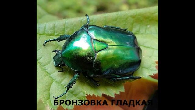 Насекомые красной книги
