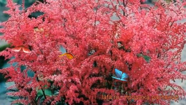 Астильба простолистная Афродита (astilbe aphrodite) ? обзор: как сажать, саженцы астильбы Афродита смотреть онлайн