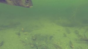 Ловля рыбы под водой, как рыба ловится и как ловить рыбу