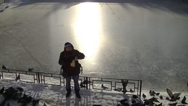 Ветврач орнитолог рекомендует кормить уличных птиц зерном/ смотреть онлайн