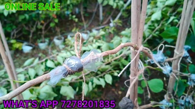 HOW TO CUTTING BOUGAINVILLA PLANTS!! ONLINE SALE.#plants #nursery #bougainvillea