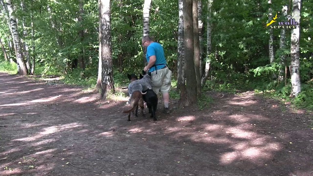 Хилер ездит на овчарках смотреть онлайн