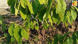 Азимина трилоба плодоношение