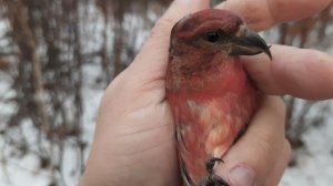 Ловля певчих птиц 31.10.2021 год.