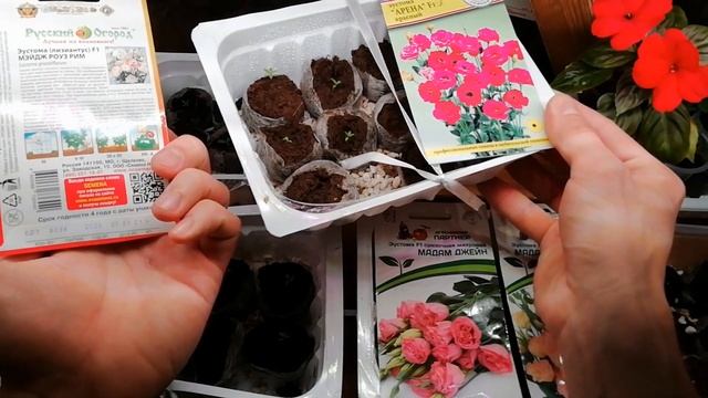 ЭУСТОМА на раннем этапе развития - ЧТО ВАЖНО ЗНАТЬ. ОБЗОР ВСХОДОВ ЭУСТОМЫ разных агрофирм.